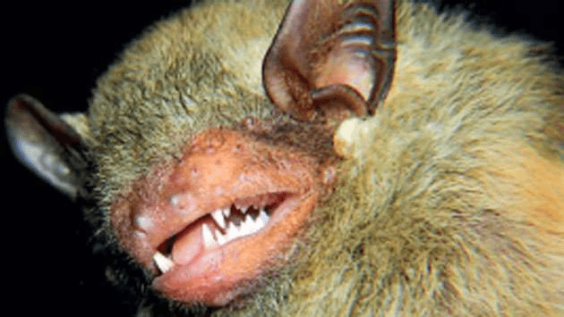 Rare Bat Species Rediscovered in Sri Lanka After 58 Years